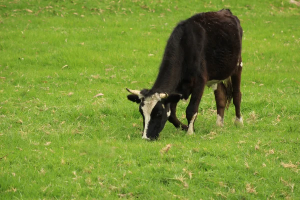 Holstein krávy pasoucí — Stock fotografie