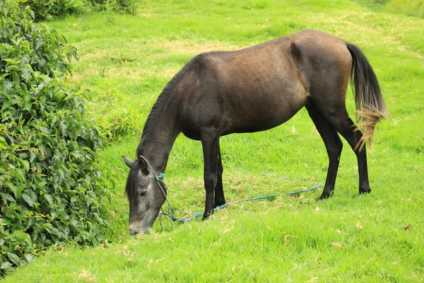 Betande häst — Stockfoto