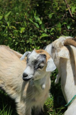 Çocuk keçi bir arazide