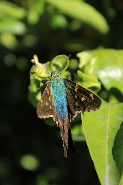 Long Tailed Skipper Butterfly — Stock Photo, Image