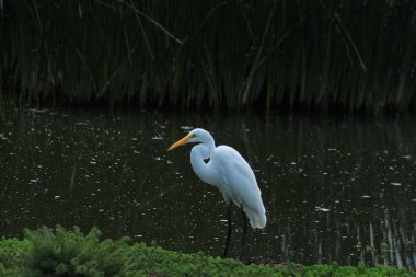 Bir gölde duran büyük ak balıkçıl