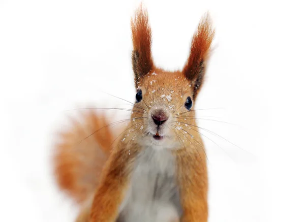 Quick squirrel — Stock Photo, Image