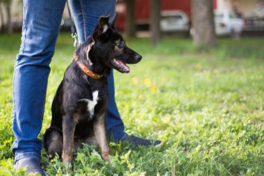 Yanında beyaz benekli, kırmızı pençeli küçük siyah bir köpek tasmayla parkta yürür ve dili dışarı fırlamış, ilginç bir şey görür.