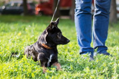 Parkta bir tasma yeşil çimlerde kişinin yanında beyaz lekeli ve kırmızı pençeli küçük siyah bir köpek yatıyor.