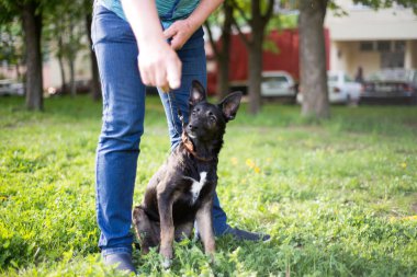 Parkta bir tasma yeşil çimenlerin içinde yanında beyaz lekeli ve kırmızı pençeli küçük siyah bir köpek var.