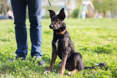 Parkta tasmalı kişinin yanında beyaz benekli, kırmızı pençeli, küçük siyah bir köpek oturuyor ve uzaktaki bir yere bakıyor. İlginç bir şey görüyor.