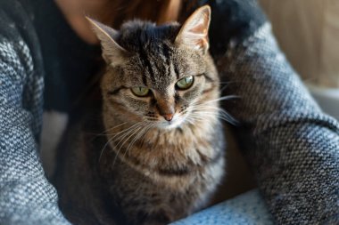 Yeşil gözlü gri-kırmızı kedi, kızın ellerinde oturuyor.