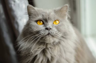 Soylu safkan İngiliz kedisi. Ateşli sarı gözlü. Sakince kameraya bakıyor.
