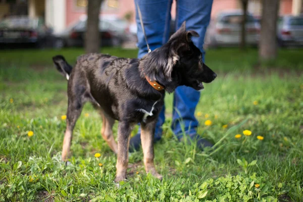 Bredvid Personen Liten Svart Hund Med Vita Prickar Och Röda — Stockfoto