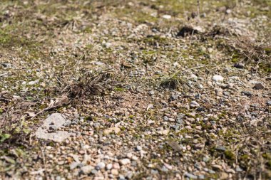 Küçük taşlı yeşil-sarı çimenler