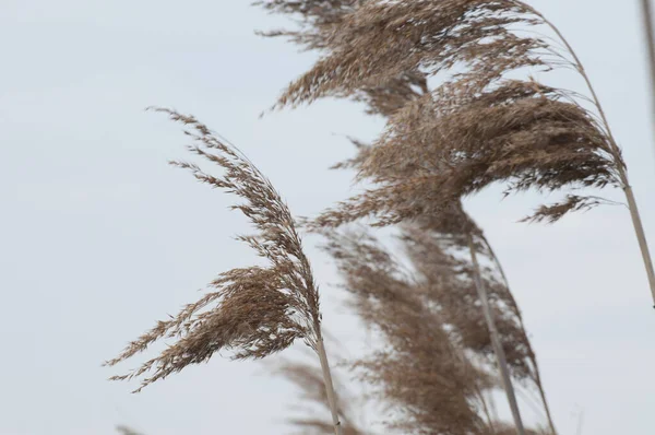 바람이 하늘을 배경으로 흔들리고 식물의 — 스톡 사진