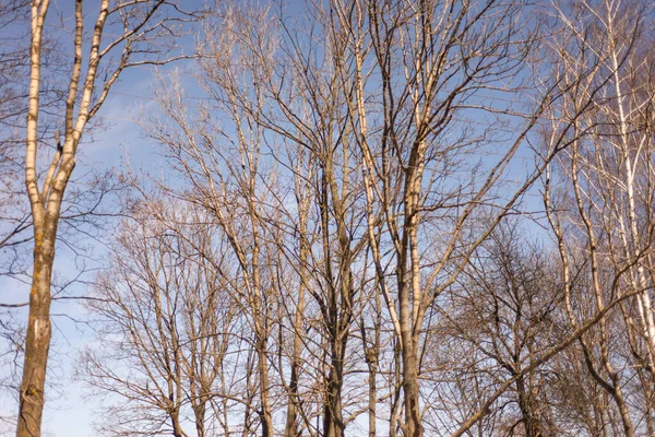 Árvores Sem Folhas Contra Céu Azul Com Nuvens — Fotografia de Stock