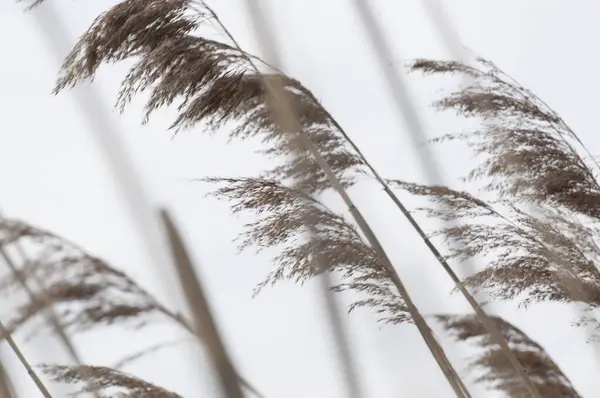 Несколько Коричневых Шпилек Растения Улетающего Ветра Фоне Белого Неба — стоковое фото