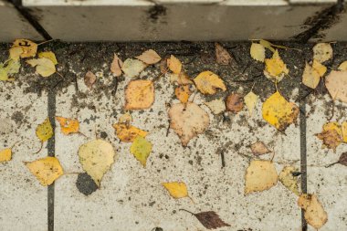 Sokaktaki merdivenlerdeki toprak ve sarı yapraklar, eski fayanslar.