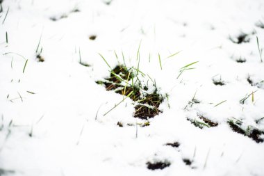 Sonbaharda ilk kar altında yeşil çimen