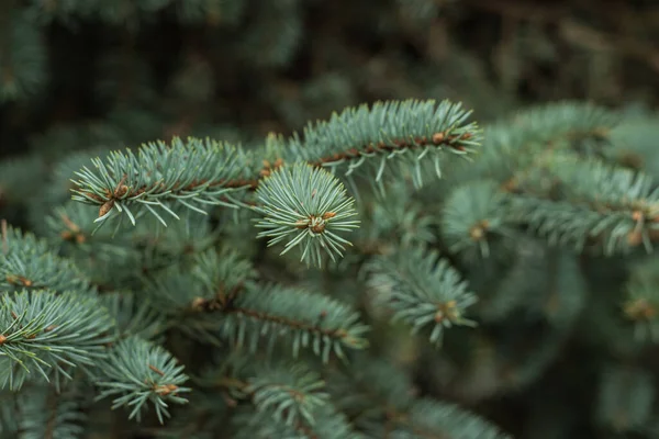 Blue Spruce Tree Branches Background Close — Zdjęcie stockowe