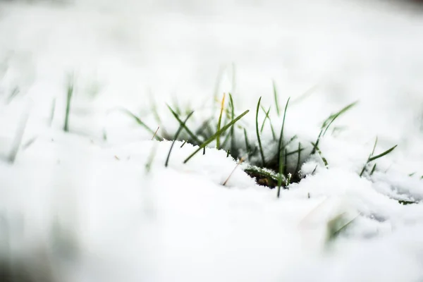 Erba Verde Vicino Sotto Prima Neve Autunno — Foto Stock