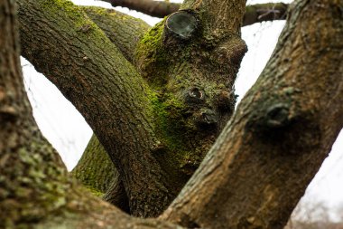 Yeşil Kalkan Lichen ve yosun yakın plan karanlık dallı ağaç kabuğunda