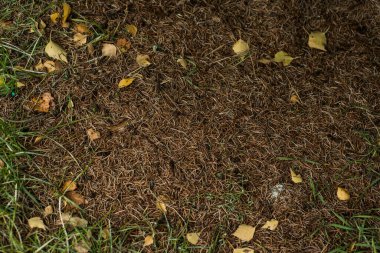Yere düşen çam yaprakları ve yapraklar yeşil çimlerle kaplı.