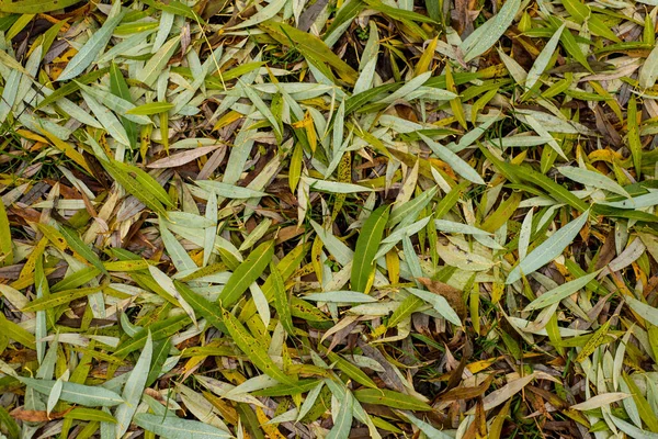 Ein Teppich Aus Gefallenen Goldgrünen Blättern Des Baumes Weide — Stockfoto