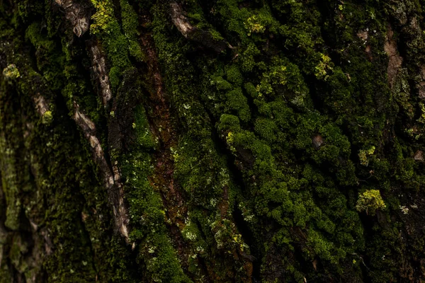 Золотой Зеленый Щит Лишайник Мох Крупным Планом Коре Дерева — стоковое фото