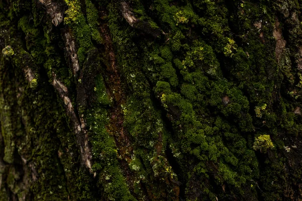 Bouclier Doré Vert Lichen Mousse Gros Plan Sur Écorce Arbre — Photo