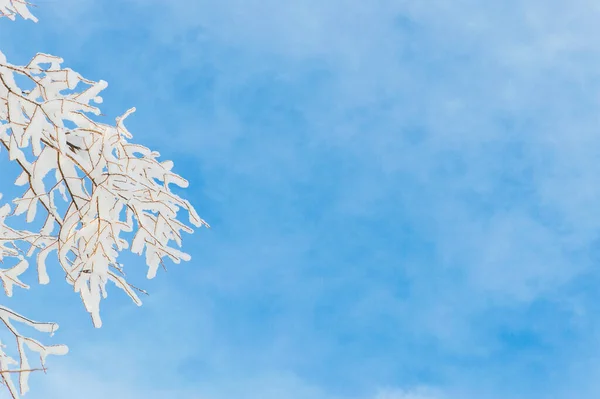 Winterzweige Der Weiden Raureif Auf Schnee Und Blauem Himmel Freier — Stockfoto