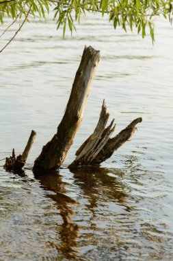 Genç, taze söğüt dalları gölün sularının üzerinde ölü söğüt ağacının soğuk sulara yansıyan eski pürüzlerini saklar.
