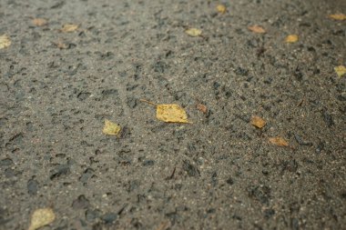 Yaşlılık izleri taşıyan eski ıslak beton ve üzerinde sarı yapraklar var.