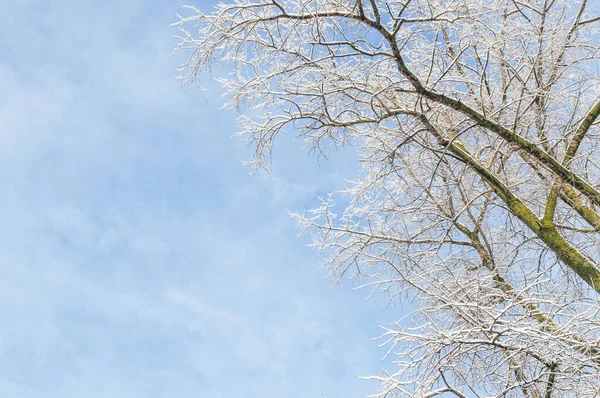 Winterhintergrund Frostige Bäume Gegen Den Blauen Sonnigen Himmel Copyspace — Stockfoto