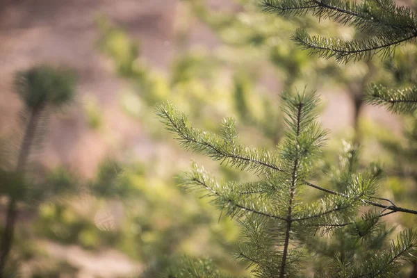 Botanica Zielone Gałęzie Jodły Lesie Słoneczny Letni Dzień Blisko — Zdjęcie stockowe