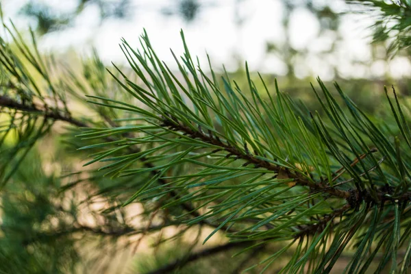 Botanica Verse Groene Dennentakken Een Dennenbos Zonnige Zomerse Dag Natuurlijke — Stockfoto