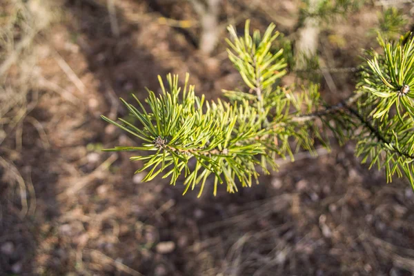 Botânica Jovem Ramo Verde Pinheiro Floresta Pinheiros Dia Ensolarado Verão — Fotografia de Stock