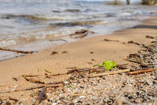 the shoreline: smooth, clean sand washed by waves of fresh-water lakes with clear water, branches, leaves and algae made the water on the shore