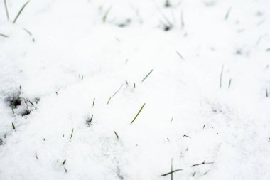 Kışın ilk karı yeşil çimenleri kaplıyor.