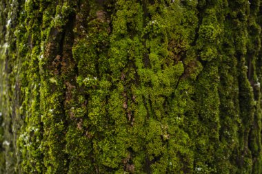 Taze yeşil Kalkan yosunu Eski Koyu Ağaç Kabuğuna yakın plan