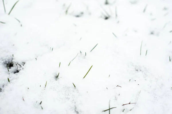 Der Erste Schnee Des Winters Bedeckt Das Grüne Gras — Stockfoto