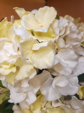 Narin yapraklı beyaz tomurcuk