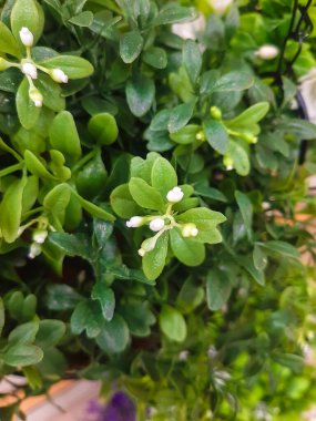 Yeşillikte küçük beyaz dekoratif çiçekler