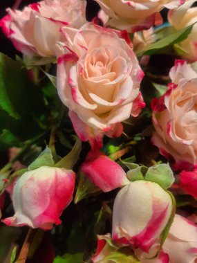 Beyaz ve pembe tomurcuklu küçük dekoratif güller