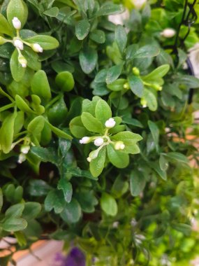 Yeşillikte küçük beyaz dekoratif çiçekler