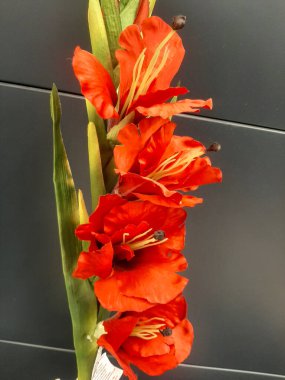 İnce yapraklı kırmızı tomurcuk