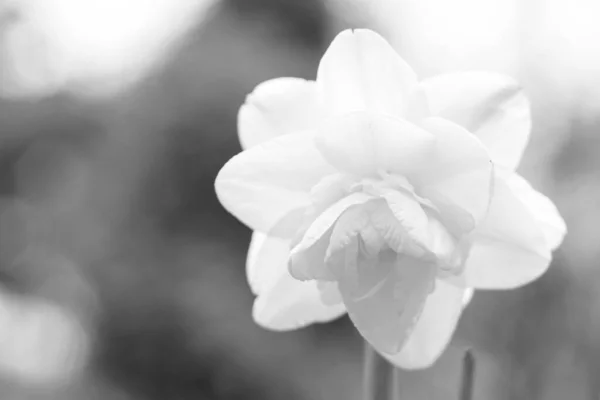 Flower White Petals Black White Background — Stock Photo, Image