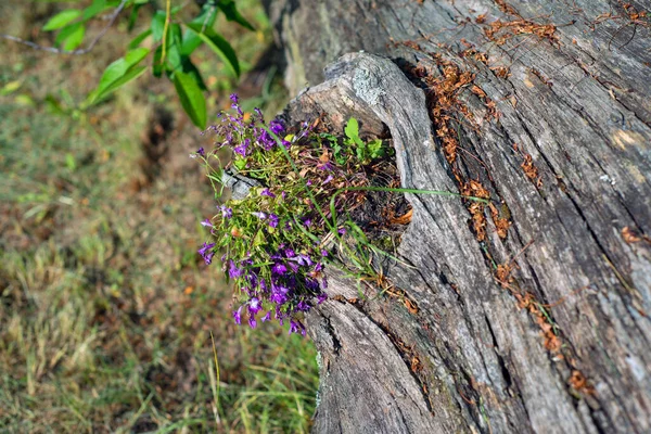 紫色的小花从倒下的老树上的中空中长出来 — 图库照片