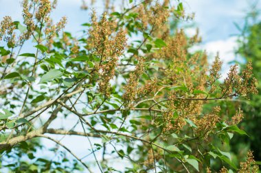 Küçük sarı çiçekli bir ağacın dalları