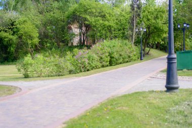 Yazın çalıların arasında yeşil bir parkta fenerlerle asfalt.