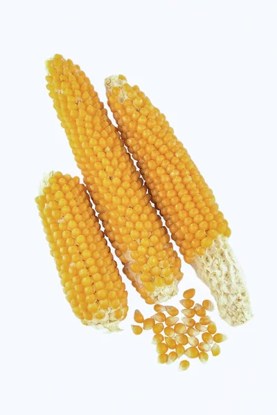 Kukurydza Kolbie Popcorn Domu Kilka Ziaren Rozdzielone Leżą Stronie Białej — Zdjęcie stockowe