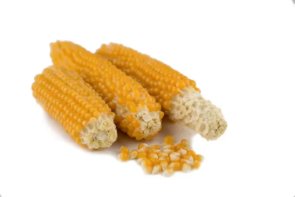 Making Popcorn Home Corn Cob Well Dried White Few Grains — Stock Photo, Image