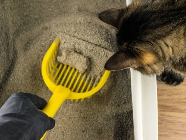Kedi tepsisindeki temizlik ve düzen: Kedi tepsisinin temizlik sürecini inceler