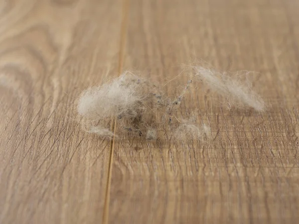 Gevaarlijke Allergenen Binnen Het Huis Furball Huisdieren Een Eiken Plankenvloer — Stockfoto